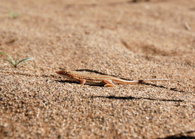 Wedgemouth Lizard,  Hiddenvlei