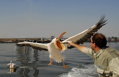 Western White Pelican, Walvis Bay 4