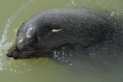 Fur Seal, Walvis Bay 1