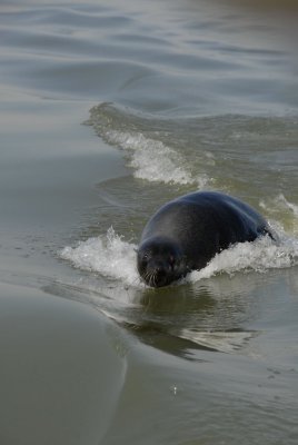 Fur Seal, Walvis Bay 2