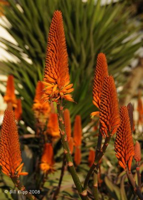 Aloe Plant Flowers