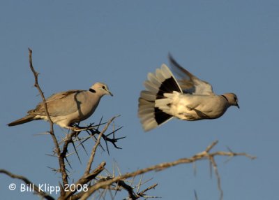 Cape Turtle Doves, Etosha