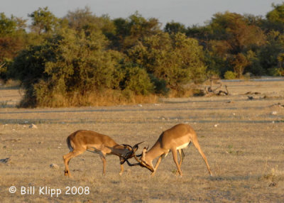 Dueling Black Faced Impalas, Etosha