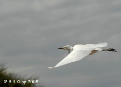 Egret in Flight, Etosha