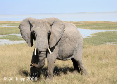 Elephant Challenging us, Etosha 2