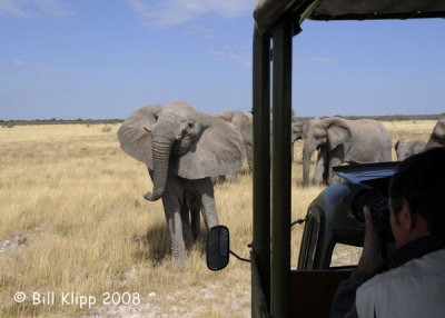 Elephant Challenging us, Etosha 1