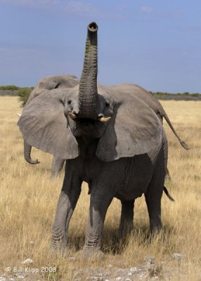 Elephant Challenging us, Etosha 3