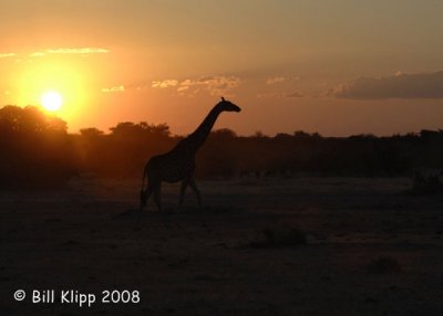 Giraffe Sunset, Etosha