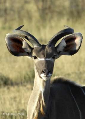 Kudu, Etosha