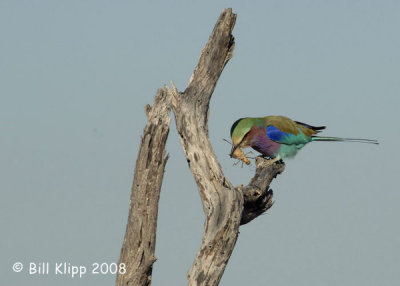 Lilac Breasted Roller Etosha 2