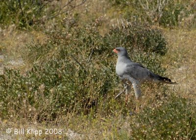 Pale Chanting GosHawk,  Sossusvlei