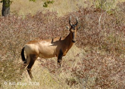 Red Hartebeast, Etosha