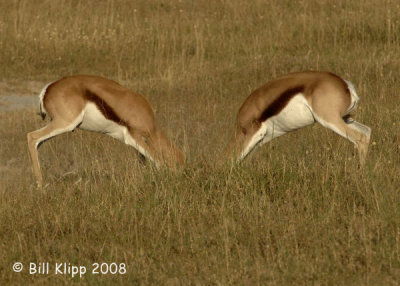 Dueling Springbok Sequence, Etosha 1
