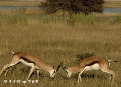 Dueling Springbok Sequence, Etosha 2
