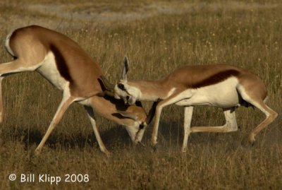 Dueling Springbok Sequence, Etosha 4