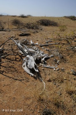 Oryx Skeleton, Serra Cafema