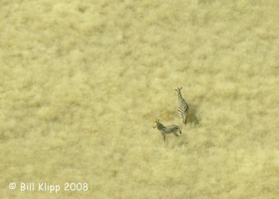 Aerial view of Zebras