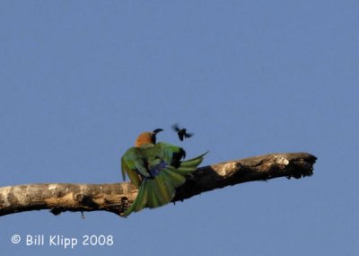 White Fronted Bee Eater  Chiawa 2