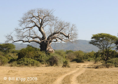 Baobab Tree Chiawa 1