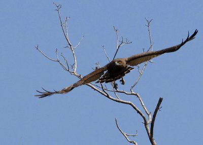 Brown Snake Eagle Mfuwe 1