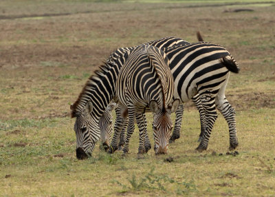 Crawshayi  Zebras Mfuwe 2
