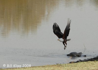 Crocodile stealing Fish Eagles dinner 2