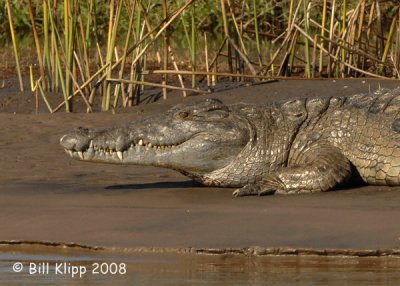 Crocodiles Chiawa 2