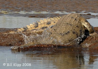 Crocodiles Chiawa 3