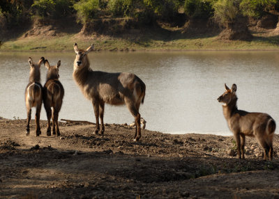 Waterbuck Mfuwe