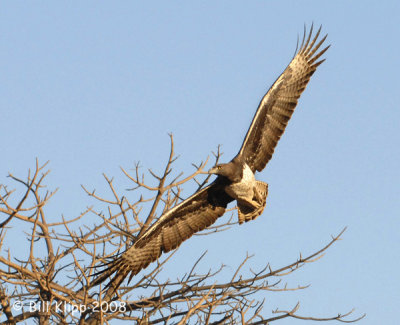 Martial Eagle, Chiawa 1