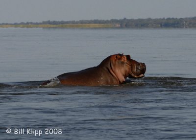 Hippos, Chiawa 7