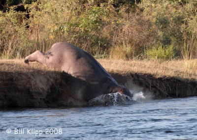 Hippos, Chiawa 8a.jpg