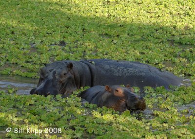 Hippos, Mfuwe 5