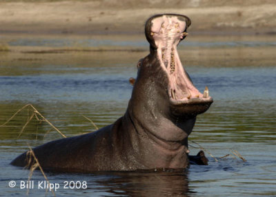 Hippo, Chobe 2
