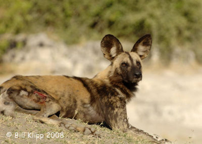 African Wild Dogs,  Chobe 1