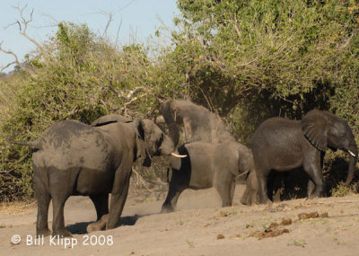 Elephants, Chobe  1