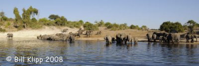 Elephants, Chobe  2