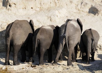 Elephants Tails,  Chobe  3