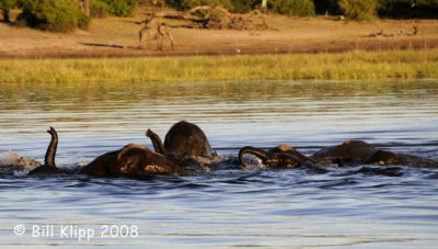 Elephants Swimming, Chobe  1