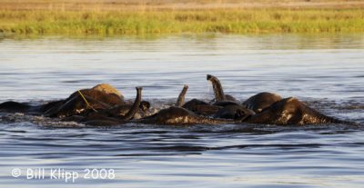 Elephants Swimming, Chobe  2