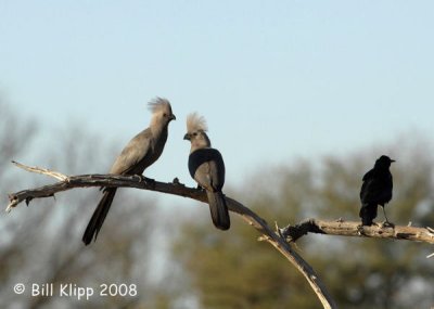 Go Away Bird, Okavango