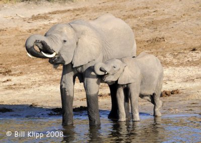 Elephants Drinking, Chobe 7