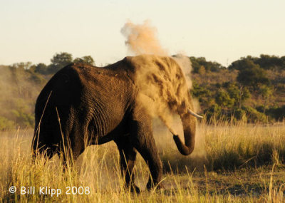 Elephant Dust Bath, Chobe 2