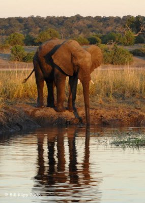 Elephant Reflection, Chobe 1