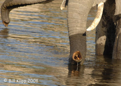 Elephant Trunk, Chobe 2