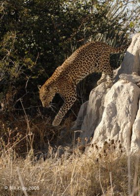 Leopard, Okavango 7