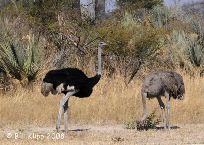 Ostrichs, Okavango 2