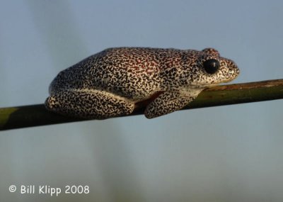 Painted Reed Frog female, Okavango