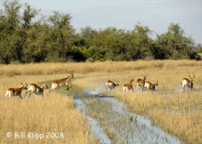Red Lechwe Running, Okavango 1