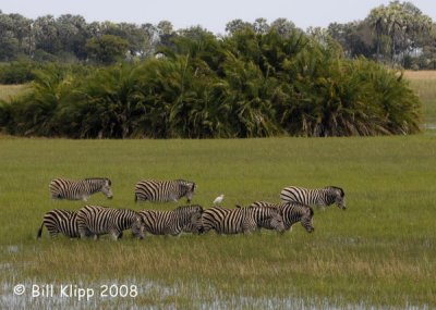 Zebras Grazing, Okavango 2